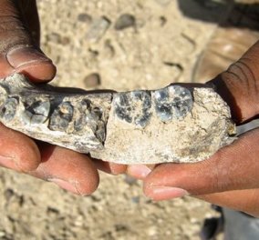 Στα 2,8 εκατομμύρια έτη η ηλικία του πρώτου προγόνου του ανθρώπου - που ανακαλύφθηκε η κάτω γνάθος του αρχαιότερου "Αδάμ";