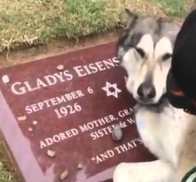 Συγκλονιστικό βίντεο: Χάσκι θρηνεί πάνω από τον τάφο του αφεντικού του & ''ραγίζει'' καρδιές!