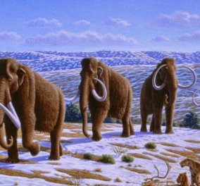 Απίστευτο! Επιστήμονες εισήγαγαν DNA μαμούθ σε έλεφαντα & ετοιμάζουν την επανεμφάνιση τους μετά από 3.000 χρόνια!