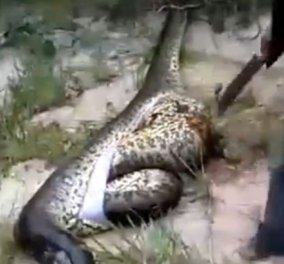 Βίντεο: Δεν φαντάζεσαι τι κρύβει αυτό το γιγαντιαίο φίδι μέσα στην κοιλιά του!