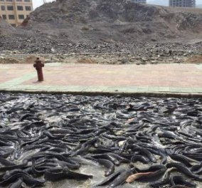 Βίντεο: 5 τόνοι ζωντανών ψαριών ''δραπέτευσαν'' από το φορτηγό που τα μετέφερε & προκάλεσαν χάος σε δρόμο της Κίνας! 