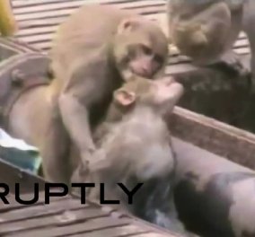 Το βίντεο της ημέρας που κάνει τον γύρο του κόσμου - Πίθηκος έσωσε πίθηκο που έπαθε ηλεκτροπληξία κάνοντας του μαλάξεις!