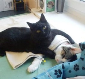 Cat story: Η μαύρη γάτα που ξεγέλασε τον Χάρο και έγινε νοσοκόμα... 