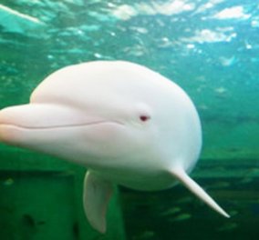 Εκπληκτικό: Το δελφίνι αλμπίνο που γίνεται ροζ όταν θυμώνει ή στεναχωριέται!