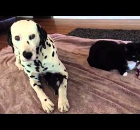 Συγκινητικό βίντεο: Σκυλίτσα έχει υιοθετήσει ορφανό γατάκι!