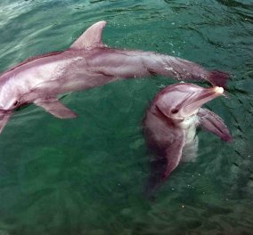 To βίντεο της ημέρας - Η "μαγική" στιγμή της γέννας για ένα δελφίνι σπάει κάθε ρεκόρ στο Youtube