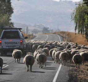 Χιλή: Το απίθανο βίντεο της ημέρας: Απέραντη "θάλασσα" από πρόβατα την στιγμή που διασχίζουν τον δρόμο