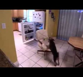 Smile: Επινοητικός σκύλος κλέβει φαγητό από το ψυγείο - μα ποιος τον άφησε νηστικό;‏