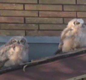 Βίντεο: Δύο κουκουβάγιες πάνω σε σκεπή - Ξαφνικά η μία από τις δυο, στα δεξιά... Πολύ γέλιο!
