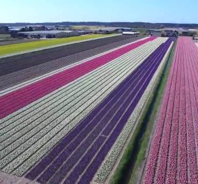 Καλημέρα! Πάμε να πετάξουμε με drone πάνω από τις τουλίπες της Ολλανδίας - 1 λεπτό ομορφιάς