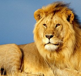 Βίντεο: Το λιοντάρι που γίνεται....γατούλα με ένα μασάζ!