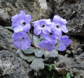 Made In Greece o θησαυρός του Ολύμπου - Το μοναδικό μοβ λουλούδι που δεν φύεται πουθενά αλλού στον κόσμο!
