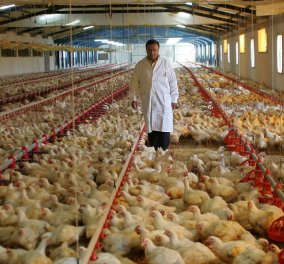 Μade In Greece τα κοτόπουλα Νιτσιάκος - Η ιστορία της επιτυχημένης οικογενειακής επιχείρησης από τα Γιάννενα στην Ολλανδία!