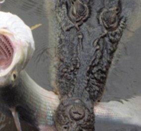 Γλίτωσε τα χειρότερα αυτός ο ψαράς - Έπιασε σολομό & ακολουθούσε κροκόδειλος! (Φωτό)