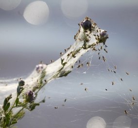 Βίντεο: Ξαφνικά ο ουρανός γέμισε baby αράχνες - Το μοναδικό φαινόμενο σε χωριό της Αυστραλίας 