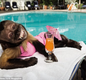 Smile: Την λένε Crystal και είναι η μαϊμού που αμοίβεται με... 15.000 ευρώ - Ναιιιι είναι και ηθοποιός!