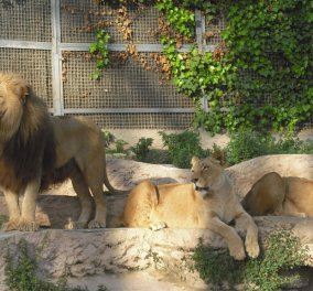 Βίντεο ημέρας: Παράτολμος ακτιβιστής έπεσε στο κλουβί με 3 λιοντάρια που τον καταδάγκωσαν! 