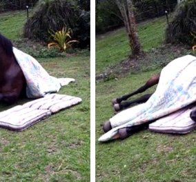 Τρυφερή σκηνή: Άλογο σκεπάζεται μόνο του & πέφτει για... ύπνο