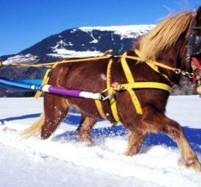 8 μοναδικοί, εναλλακτικοί τρόποι για να απολαύσετε το χιόνι: Ποδήλατα, άλογα και πατίνια!