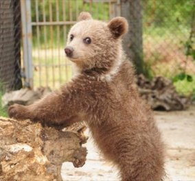 H Ζωή ελεύθερη στη φύση: Δείτε το συγκλονιστικό βίντεο με την επιχείρηση απελευθέρωσης μιας ορφανής αρκούδας από την ομάδα ΑΡΚΤΟΥΡΟΣ!