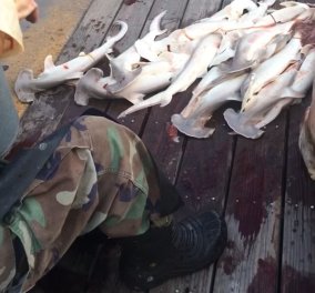 34 καρχαριάκια  έβγαλαν ψαράδες από την κοιλιά  εγκύου μεγαλοκαρχαρία 376 κιλών
