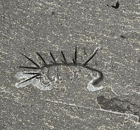 Αυτός είναι ο πρόγονος του αστακού: Ζούσε πριν 500 εκατομμύρια χρόνια & το απωλίθωμά του βρέθηκε στον Καναδά