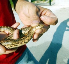 Πάτρα: Βρήκαν  φίδι κάτω από το κρεβάτι τους και πετάχτηκαν έντρομοι έξω απ το σπίτι