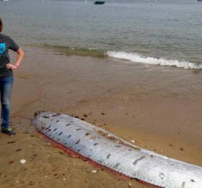 Ψάρι - τέρας 3,5 μέτρων ξεβράστηκε στην ακτή του Λος Άντζελες & έχει σπέιρει τον πανικό