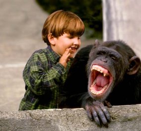 Οι χιμπατζήδες γελούν αλλά και χαμογελούν σαν τους ανθρώπους: Α ρε τι προγόνους έχουμε