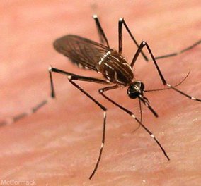 Γιατί τα κουνούπια “προτιμούν” συγκεκριμένα άτομα μονίμως; Ιδού οι λόγοι‏