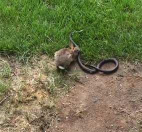 Μια κουνέλα επιτίθεται σε φίδι για να σώσει το σπιτικό της! Το viral της ημέρας