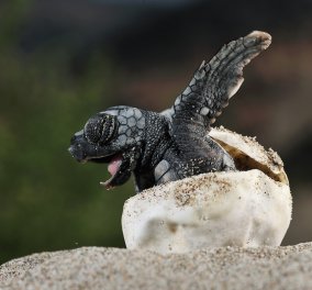 400  εθελοντές από όλο τον κόσμο σε Κρήτη Ζάκυνθο & Πελοπόννησο για την θαλάσσια χελώνα μας 