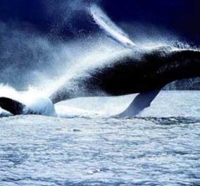 Βίντεο που θα σας μείνει αξέχαστο: Δεκάδες φάλαινες - Φιλενάδες κολυμπούν & παίζουν μαζί 