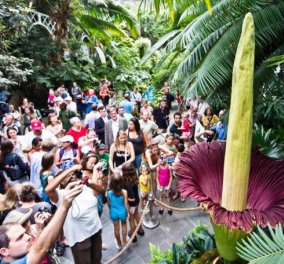 Το μεγαλύτερο λουλούδι του κόσμου άνθισε σε πάρκο του Τόκιο - Έχει δύο μέτρα ύψος