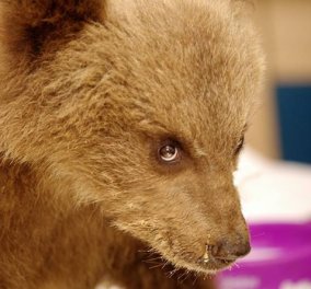 Δείτε φωτό & βίντεο - Δύο νεογέννητα ορφανά άγρια ζώα, ο Ushko και ο Ρώμος στον ΑΡΚΤΟΥΡΟ 