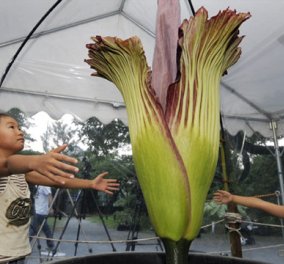 Τόκιο: Το μεγαλύτερο λουλούδι στον κόσμο εντυπωσιάζει μικρούς και μεγάλους