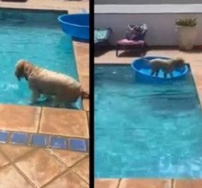 Βίντεο: Πανέξυπνος σκύλος ανεβαίνει στο βαρκάκι & πιάνει την μπάλα χωρίς να βραχεί  