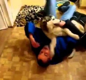 Βίντεο: Αυτό το husky ξετρελάθηκε μόλις είδε το αφεντικό του να γυρίζει σπίτι 