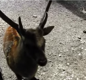 Απίστευτο βίντεο: Το περίεργο γιαπωνέζικο ελάφι που κάνει τρομακτικό θόρυβο