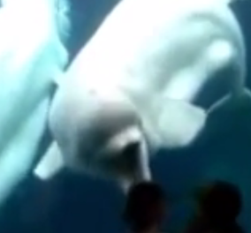 Βίντεο μην το χάσετε! Μια χαριτωμένη φάλαινα παίζει με τα παιδάκια & το κέφι χτυπά κόκκινο