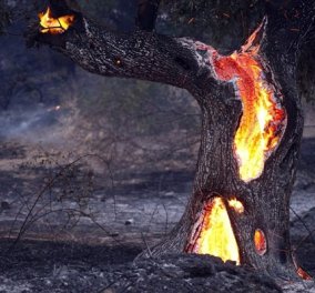 Πολιτική Προστασία: Σε ποιες περιοχές υπάρχει κίνδυνος πυρκαγιάς το Σάββατο 