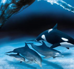 Έψαχναν για πετρέλαιο και βρήκαν δελφίνια & φάλαινες φυσητήρες στην Καβαλά