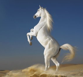 Τεστ: Διαλέξτε το άλογο που σας ταιριάζει και μάθετε τι σημαίνει για σας