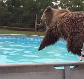Βίντεο: Μια αρκούδα κάνει μπάνιο..στην πισίνα και μετά λιάζεται  