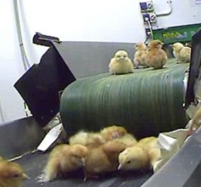 Βίντεο: Φρικτές εικόνες σε γαλλικό εκκολαπτήριο κοτόπουλων - Χιλιάδες κοτοπουλάκια  εξοντώνονται  