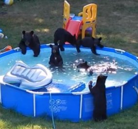 Βίντεο smile: Πάρτι σε πισίνα σπιτιού έκαναν μια αρκούδα και τα πέντε αρκουδάκια της 