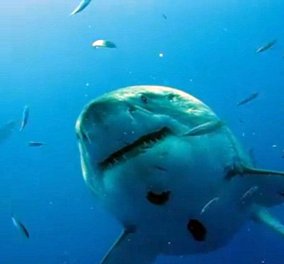 Και το όνομα αυτού «Deep Blue» - Δείτε τον μεγαλύτερο καρχαρία του κόσμου να κολυμπάει δίπλα σε ερευνητές