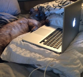 To smile βίντεο της ημέρας: Γάτα βλέπει βιντεάκια με πουλιά.... σε laptop!