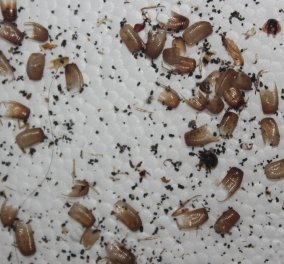  Βίντεο: Έβγαλαν από το αφτί 19χρονου 26 κατσαρίδες - Πήγε στο γιατρό με φρικτούς πόνους 