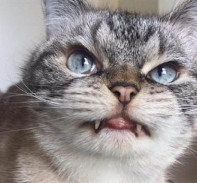 Γάτα - βαμπίρ με εμφάνιση Κόμη Δράκουλα κάνει θραύση στο Διαδίκτυο! 